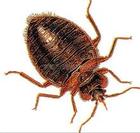 臭蟲(chóng)防治