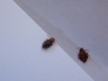 ���x�F(xi��n)����������η�ġ����ˡ�